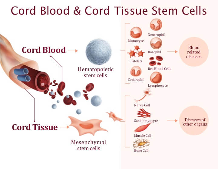 Visual Breakdown Of The Potential Cell Types That Can Be Derived From Cord Blood And Cord Tissue Stem Cells.