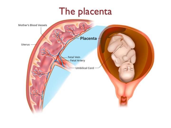 Diagram of the structure of the placenta