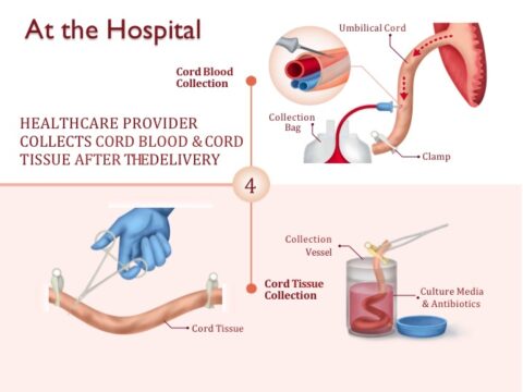 How cord blood banking works