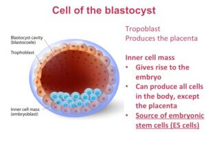 Stem Cell Capabilities