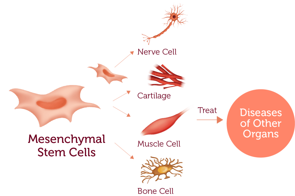 Cord Tissue Banking