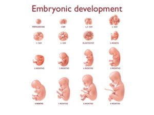 Understanding Cord Blood And Cord Tissue Banking