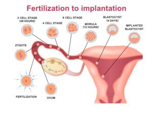 Stem Cell Capabilities