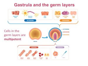 Stem Cell Capabilities