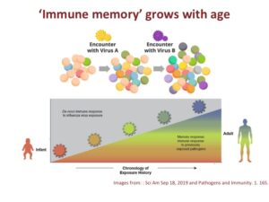 Immunity Infections And Vaccines