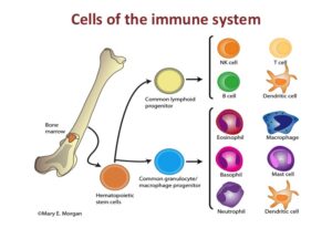 Immunity, infections and vaccines