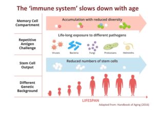 The immune system and aging