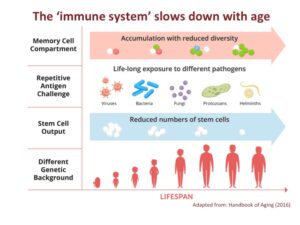 The Immune System And Aging