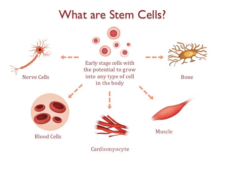 Figure of types of cells generated from stem cells