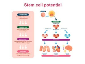 Stem Cell Capabilities