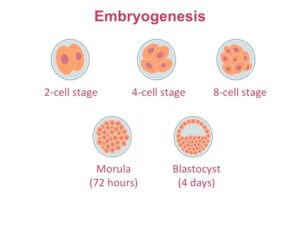 Stem Cell Capabilities