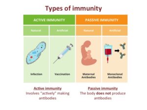 Immunity, infections and vaccines