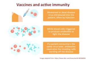 Immunity, infections and vaccines